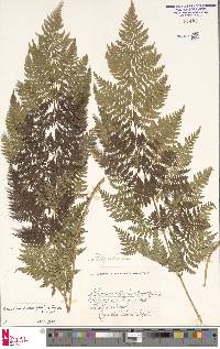 Athyrium distentifolium image