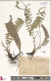 Blechnum auriculatum image