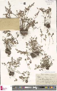 Asplenium ruta-muraria subsp. ruta-muraria image