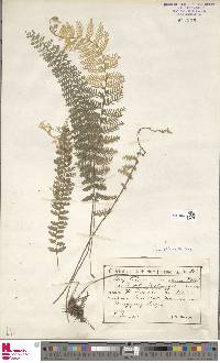 Asplenium tenerum image