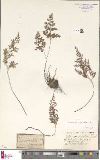 Asplenium cuneifolium image