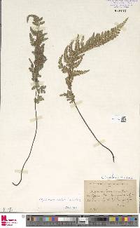 Asplenium obovatum subsp. billotii image