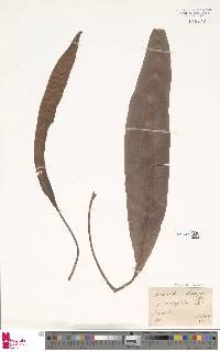 Elaphoglossum brevipes image