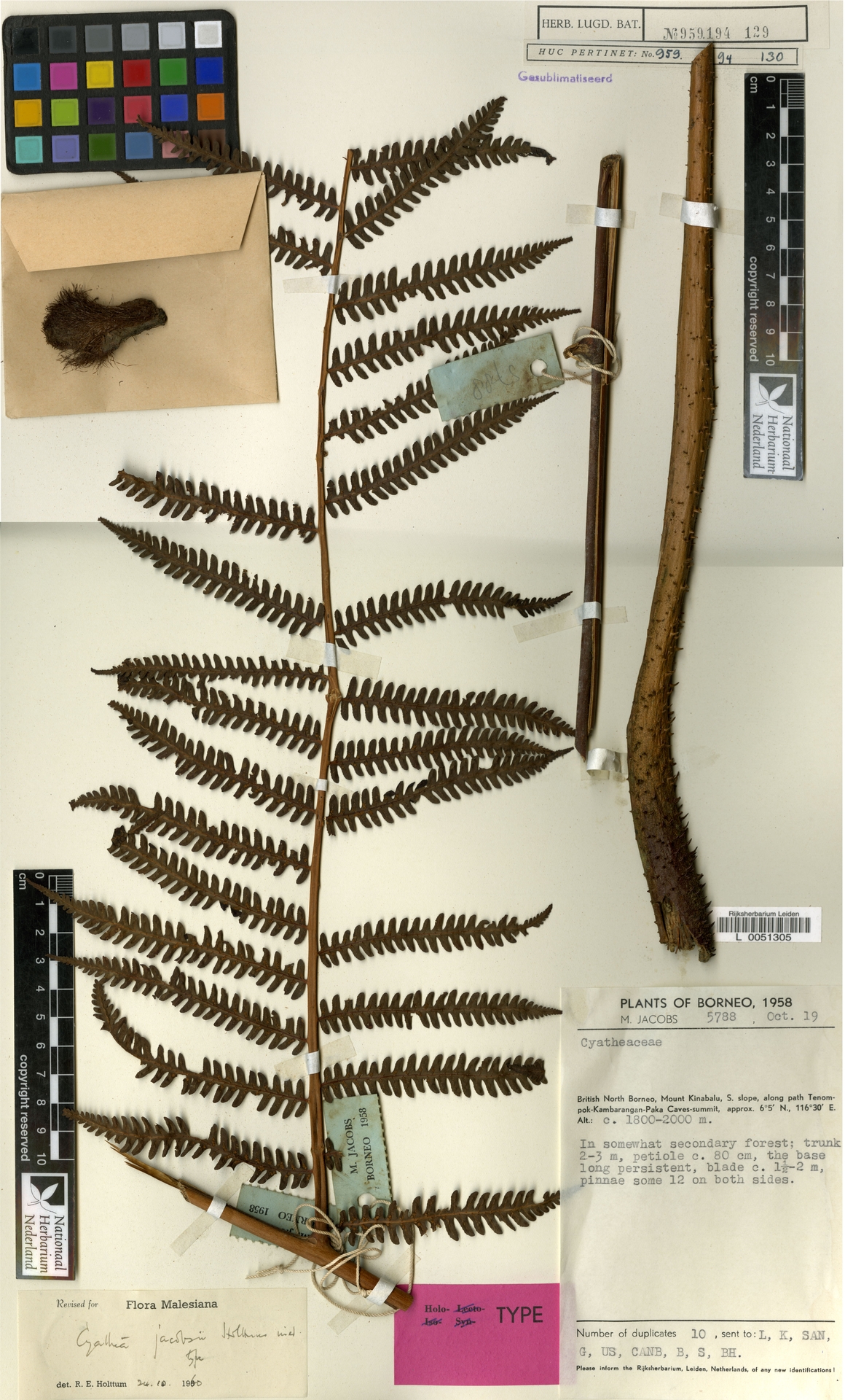 Cyathea jacobsii image