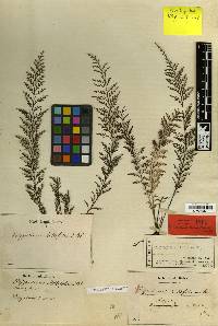 Tomophyllum millefolium image