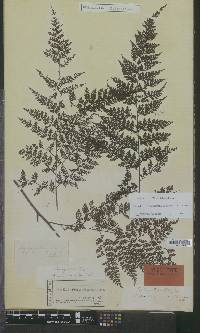 Davallia hymenophylloides image