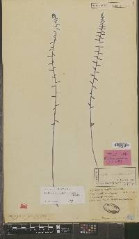 Bolbitis rhizophylla image