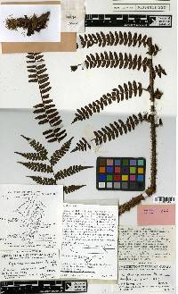 Cyathea akawaiorum image