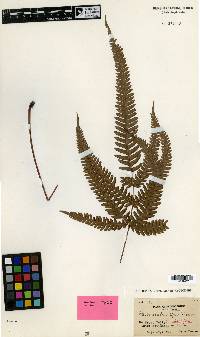 Image of Pteris normalis