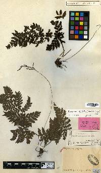 Tectaria psomiocarpa image