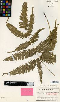 Pteris natiensis image