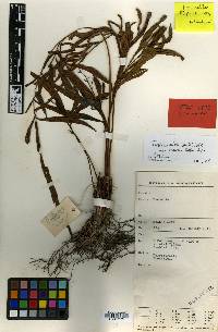 Tectaria lobbii image