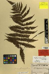 Dryopolystichum phaeostigma image