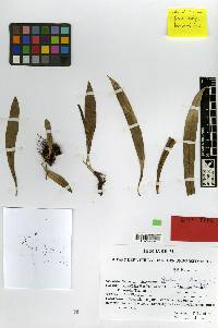 Image of Microsorum thailandicum