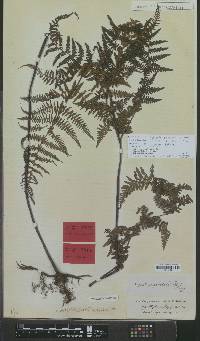 Hypolepis rugosula subsp. villoso-viscida image