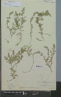 Selaginella krugii image