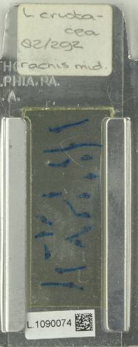 Lecanopteris crustacea image