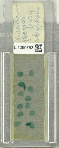 Leptochilus pteropus image