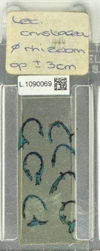 Lecanopteris crustacea image