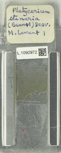 Platycerium stemaria image