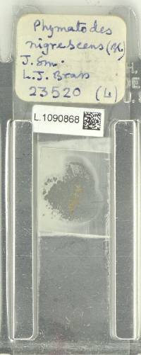 Phymatosorus membranifolius image