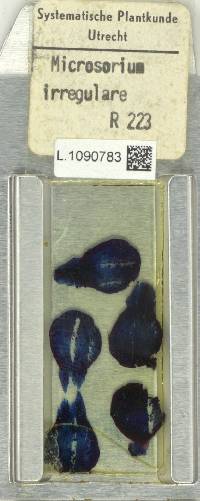 Microsorum punctatum image