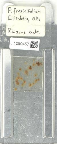 Serpocaulon fraxinifolium image