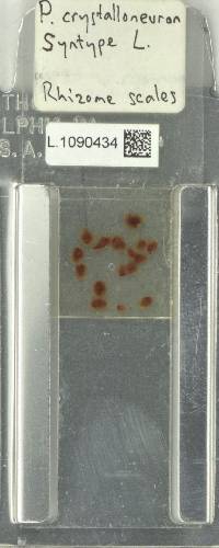 Serpocaulon crystalloneuron image