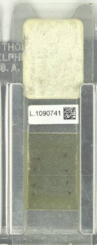 Goniophlebium korthalsii image