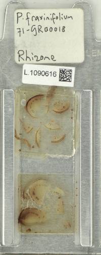 Serpocaulon fraxinifolium image