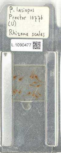 Serpocaulon lasiopus image