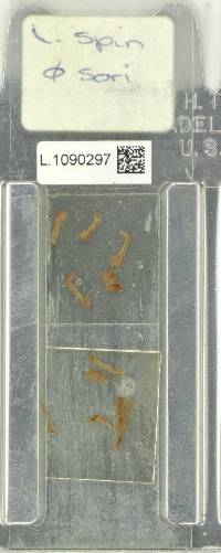 Lecanopteris spinosa image