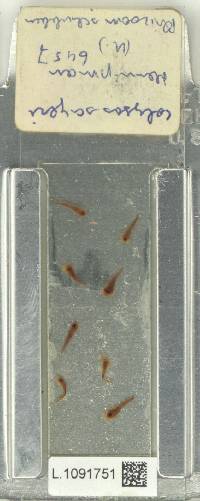 Leptochilus sayeri image