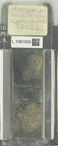 Microsorum musifolium image