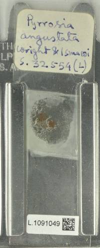 Pyrrosia angustata image