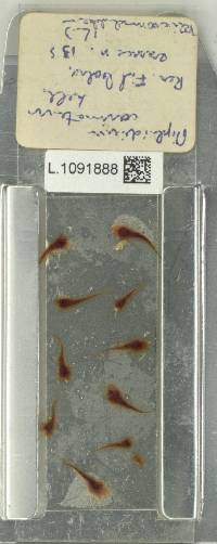 Niphidium carinatum image