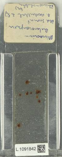 Microsorum heterocarpum image