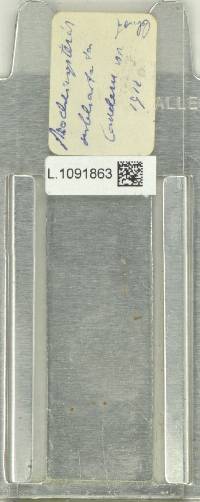 Lepidomicrosorium subhastatum image