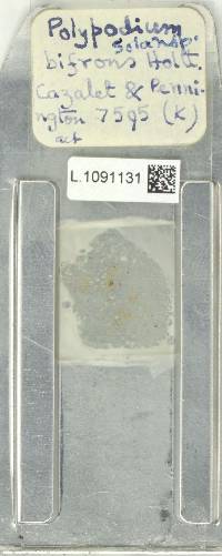 Microgramma bifrons image