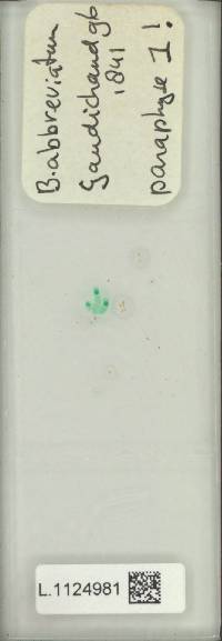 Lepisorus abbreviatus image
