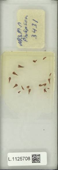 Lepisorus validinervis image