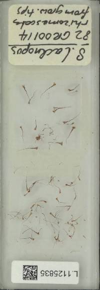 Polypodiodes lachnopus image