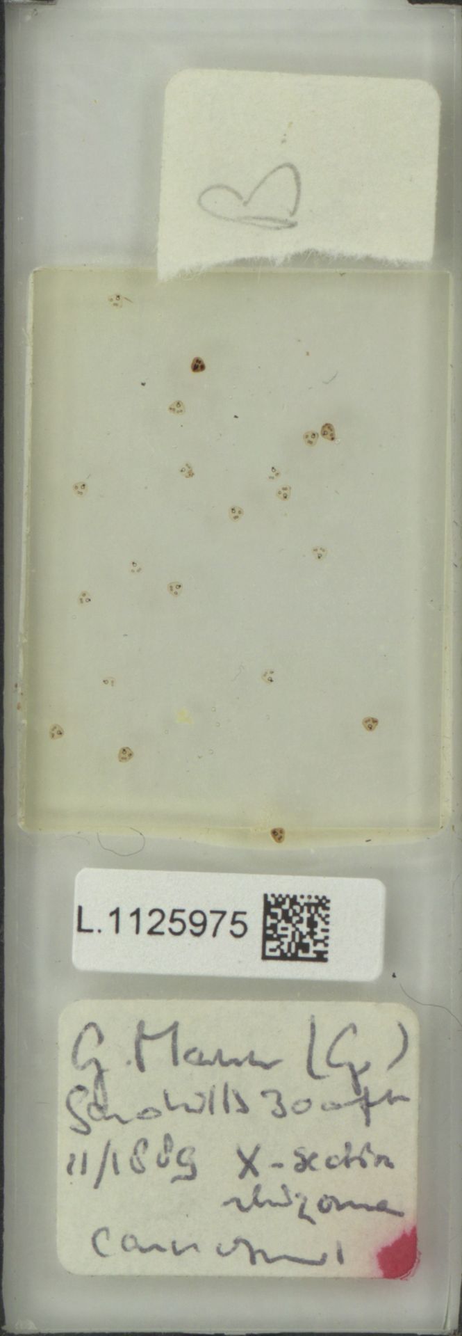 Lemmaphyllum carnosum image