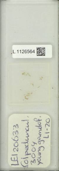 Leptochilus pedunculatus image
