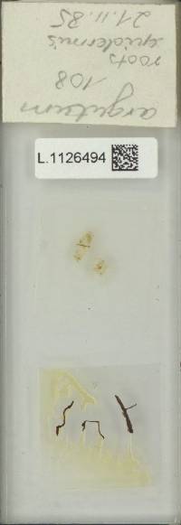 Goniophlebium argutum image