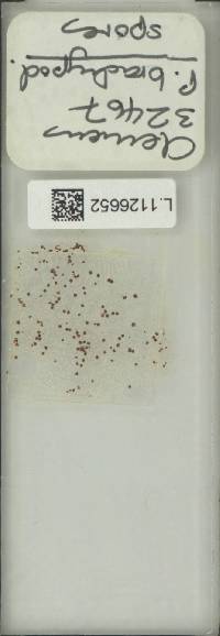 Selliguea brachypodia image