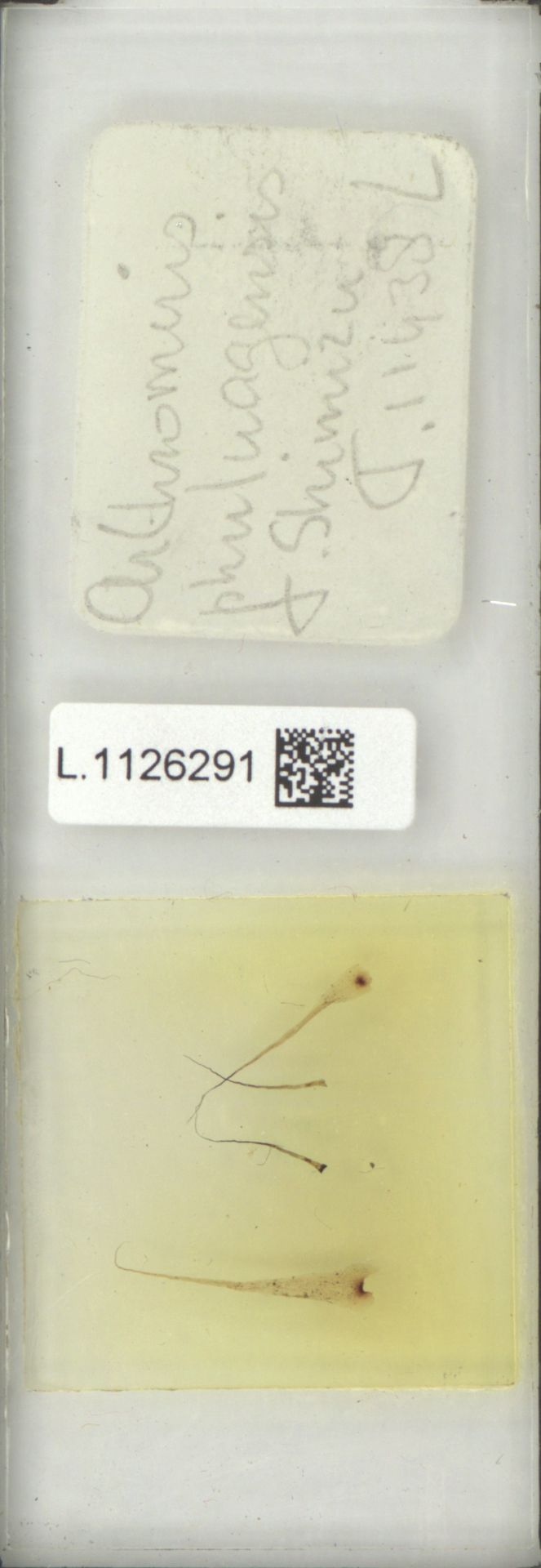 Selliguea phuluangensis image