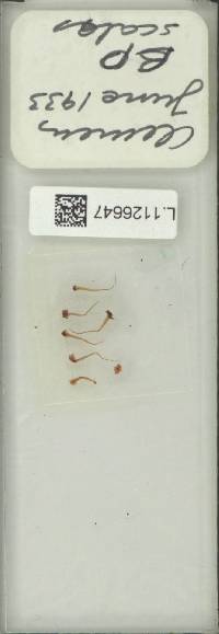 Selliguea brachypodia image