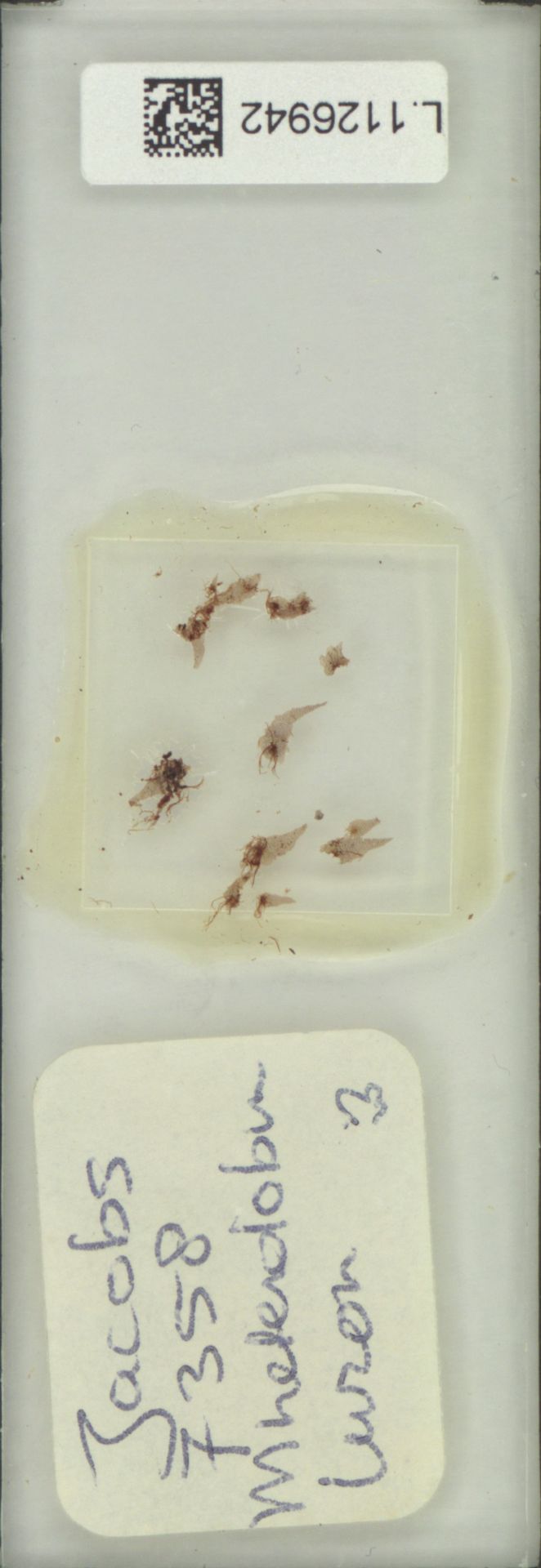 Microsorum heterolobum image