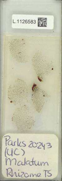 Phymatosorus alatus image